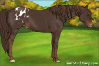 Horse Color:Liver Chestnut Appaloosa
