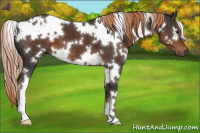 Horse Color:White Spotted Liver Chestnut 