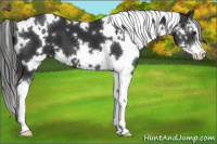 Horse Color:White Spotted Liver Chestnut Sabino 