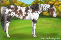 Horse Color:White Spotted Liver Chestnut Sabino Appaloosa 