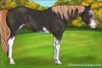 Horse Color:Liver Chestnut Sabino