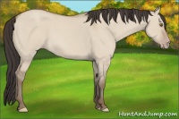 Horse Color:Classic Champagne Dun 