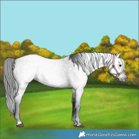 Horse Color:Gray Smoky Blue Roan