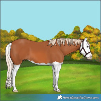 Horse Color:Chestnut Splash 