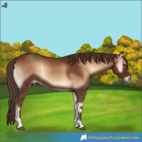 Horse Color:Red Onyx 