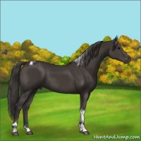 Horse Color:Smoky Black Tobiano 