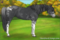 Horse Color:Blue Roan Tobiano