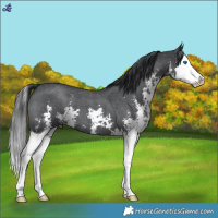 Horse Color:Blue Roan Sabino Splash