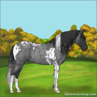 Horse Color:Blue Roan Tobiano 