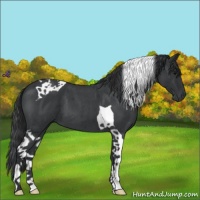 Horse Color:Blue Roan Tobiano 
