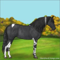 Horse Color:Blue Roan Tobiano Rabicano 