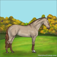 Horse Color:Liver Red Dun