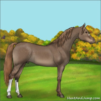 Horse Color:Liver Red Dun 