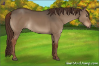 Horse Color:Liver Red Dun 