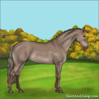 Horse Color:Liver Red Dun Mushroom 
