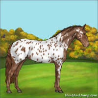 Horse Color:Chestnut Appaloosa 