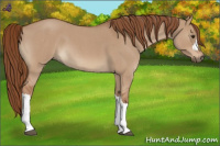 Horse Color:Red Dun Roan 