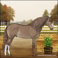 Horse Color:Liver Red Dun 