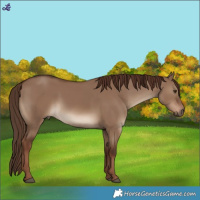 Horse Color:Liver Red Dun 