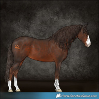 Horse Color:Liver Chestnut 