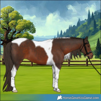 Horse Color:Liver Chestnut Tobiano 