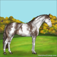 Horse Color:White Spotted Liver Chestnut Rabicano 