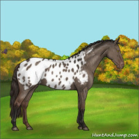 Horse Color:Liver Red Dun Appaloosa 