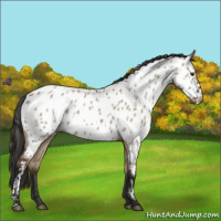 Horse Color:Liver Red Dun Appaloosa 