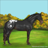 Horse Color:Liver Chestnut Appaloosa 