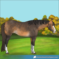 Horse Color:Buckskin 