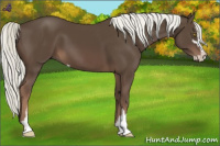 Horse Color:Liver Chestnut Mushroom Sabino 