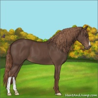 Horse Color:Liver Chestnut 