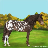 Horse Color:Liver Chestnut Appaloosa