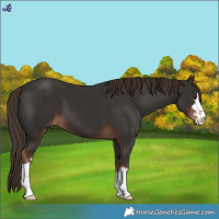 Horse Color:Liver Chestnut