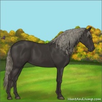 Horse Color:Liver Chestnut Mushroom 
