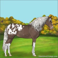 Horse Color:Liver Chestnut Mushroom Appaloosa