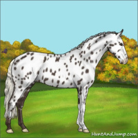Horse Color:Liver Chestnut Mushroom Appaloosa