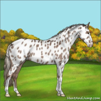 Horse Color:Liver Chestnut Mushroom Appaloosa 