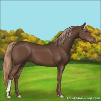 Horse Color:Liver Chestnut 