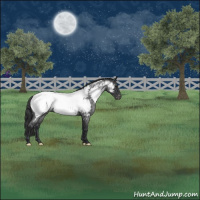 Horse Color:Blue Roan Near Fewspot 