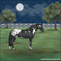 Horse Color:White Spotted Black Tobiano Appaloosa Rabicano 