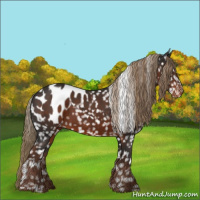 Horse Color:White Spotted Liver Chestnut Appaloosa 