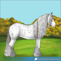 Horse Color:Liver Chestnut Sabino 