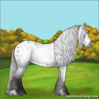 Horse Color:Gray Chocolate Palomino Sabino Appaloosa 