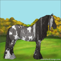 Horse Color:White Spotted Liver Red Roan Rabicano 