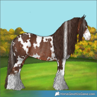 Horse Color:White Spotted Liver Chestnut Sabino Rabicano 