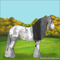 Horse Color:White Spotted Brown Sabino 