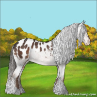 Horse Color:Liver Chestnut Appaloosa Rabicano 