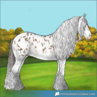 Horse Color:Bay Dun Appaloosa Brindle 