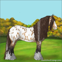 Horse Color:White Spotted Buckskin Dun Splash Appaloosa 